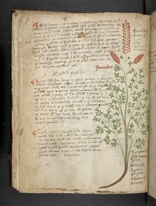 MS 41623 f.65v 