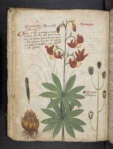 MS 41623 f.66v 