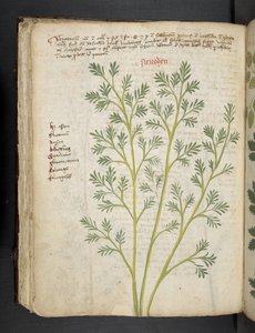 MS 41623 f.74v 