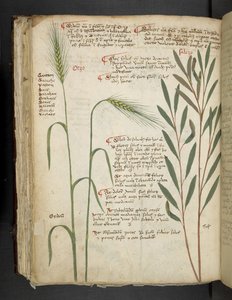 MS 41623 f.98v Orzo、「A herbal」から追加、Belluno (ベラムにインクとカラー) 作： Italian School