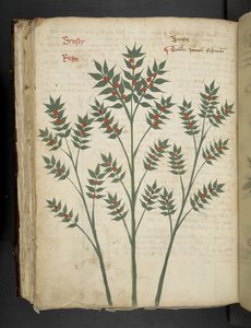 MS 41623 f.99v 