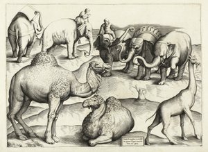 古代ローマの動物の絵、表、3。、パブ。アントニオ・ラフレレ1528 作： Italian School