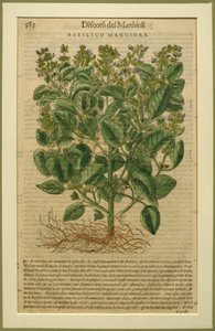 バジル、ピエトロアンドレアマッティオーリ（1501-77）によるDiscorsiの植物プレート、1570年にヴェネツィアで出版