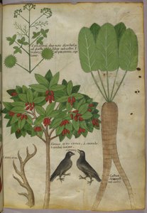 植物と鳥の植物図、1440年頃（紙にインクと色 作： Italian School