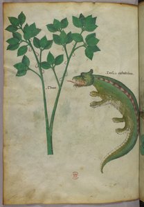 植物とワニの図（1440年頃、ヴェラムにインクと彩色） 作： Italian School