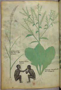 植物と2匹の猿の植物・動物図版 1440年頃（ヴェラム、インク・彩色） 作： Italian School