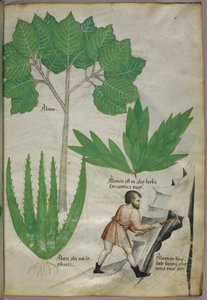 ミョウバンを採取するために岩を砕く斧を持った男の植物図版 1440年頃（ベラムにインクと彩色） 作： Italian School
