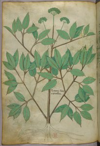 植物図版、1440年頃（ヴェラムにインクと彩色） 作： Italian School