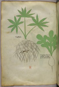 植物図版、1440年頃（ヴェラムにインクと彩色） 作： Italian School