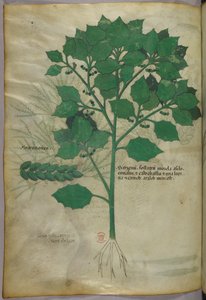 植物図版、1440年頃（ヴェラムにインクと彩色） 作： Italian School