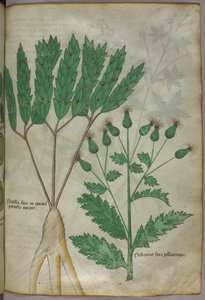 植物図版、1440年頃（ヴェラムにインクと彩色） 作： Italian School