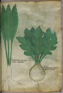 植物図版、1440年頃（ヴェラムにインクと彩色） 作： Italian School