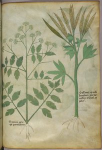 植物図版、1440年頃（ヴェラムにインクと彩色） 作： Italian School