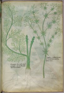 植物図版、1440年頃（ヴェラムにインクと彩色） 作： Italian School