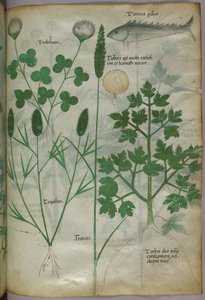 植物図版、1440年頃（ヴェラムにインクと彩色） 作： Italian School