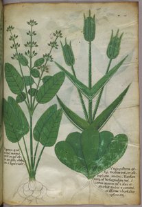 植物図版、1440年頃（ヴェラムにインクと彩色） 作： Italian School