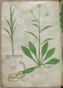 植物図版、1440年頃（ヴェラムにインクと彩色） 作： Italian School