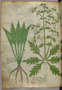 植物図版、1440年頃（ヴェラムにインクと彩色） 作： Italian School