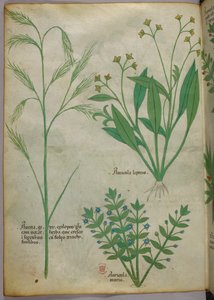 植物図版、1440年頃（ヴェラムにインクと彩色） 作： Italian School