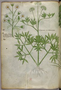 植物図版、1440年頃（ヴェラムにインクと彩色） 作： Italian School