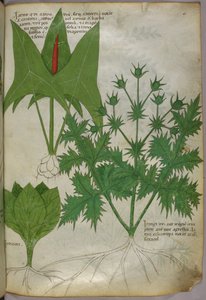 植物図版、1440年頃（ヴェラムにインクと彩色） 作： Italian School