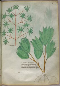 植物図版、1440年頃（ヴェラムにインクと彩色） 作： Italian School
