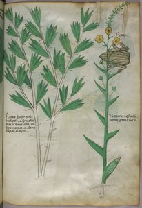 植物図版、1440年頃（ヴェラムにインクと彩色） 作： Italian School