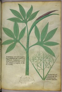 植物図版、1440年頃（ヴェラムにインクと彩色） 作： Italian School