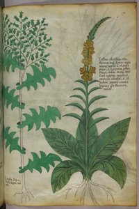 植物図版、1440年頃（ヴェラムにインクと彩色） 作： Italian School