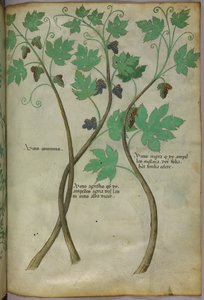 植物図版、1440年頃（ヴェラムにインクと彩色） 作： Italian School