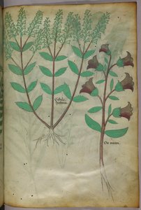 植物図版、1440年頃（ヴェラムにインクと彩色） 作： Italian School