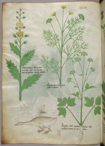 植物図版、1440年頃（ヴェラムにインクと彩色） 作： Italian School