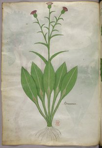 植物図版、1440年頃（ヴェラムにインクと彩色） 作： Italian School
