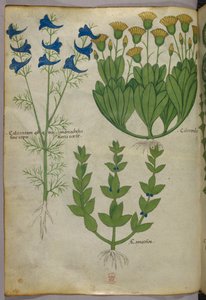 植物図版、1440年頃（ヴェラムにインクと彩色） 作： Italian School