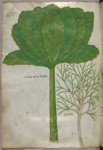 植物図版、1440年頃（ヴェラムにインクと彩色） 作： Italian School