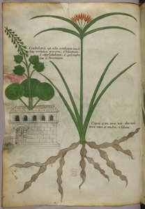植物図版、1440年頃（ヴェラムにインクと彩色） 作： Italian School