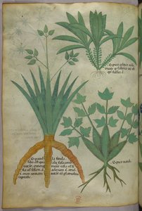 植物図版、1440年頃（ヴェラムにインクと彩色） 作： Italian School