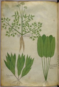植物図版、1440年頃（ヴェラムにインクと彩色） 作： Italian School