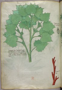 植物図版、1440年頃（ヴェラムにインクと彩色） 作： Italian School