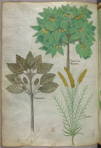 植物図版、1440年頃（ヴェラムにインクと彩色） 作： Italian School