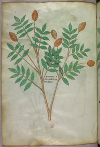 植物図版、1440年頃（ヴェラムにインクと彩色） 作： Italian School
