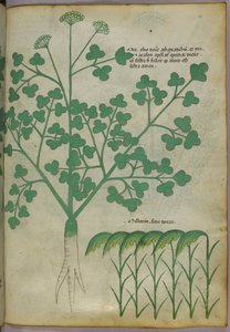 植物図版、1440年頃（ヴェラムにインクと彩色） 作： Italian School