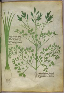 植物図版、1440年頃（ヴェラムにインクと彩色） 作： Italian School