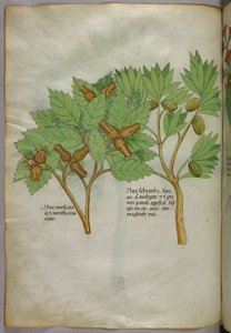 植物図版、1440年頃（ヴェラムにインクと彩色） 作： Italian School