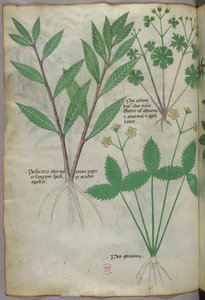 植物図版、1440年頃（ヴェラムにインクと彩色） 作： Italian School