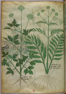 植物図版、1440年頃（ヴェラムにインクと彩色） 作： Italian School