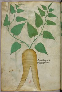 植物図版、1440年頃（ヴェラムにインクと彩色） 作： Italian School
