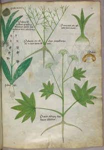 植物図版、1440年頃（ヴェラムにインクと彩色） 作： Italian School