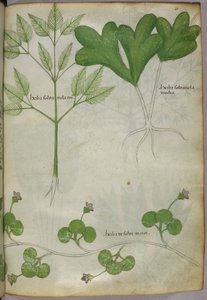 植物図版、1440年頃（ヴェラムにインクと彩色） 作： Italian School