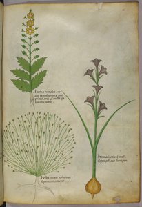植物図版、1440年頃（ヴェラムにインクと彩色） 作： Italian School